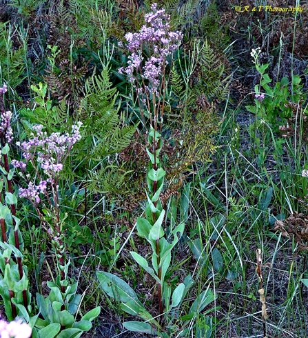 {Trilisa odoratissima}